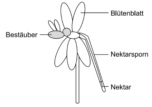 Beschriftete Blüte mit Bestäuber, Blütenblatt, Nektarsporn und Nektar.